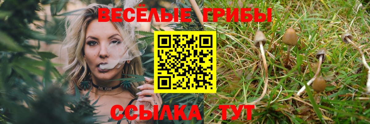 Торжок  цена   Вход с VPN  Псилоцибиновые грибы Cubensis  Галлюциногенные грибы GOLDEN TEACHER 